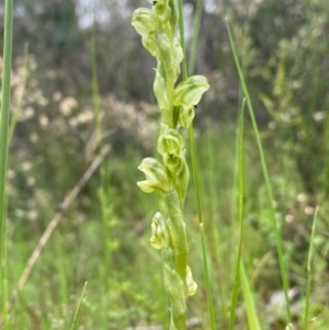Hymenochilus cycnocephalus at Conder, ACT - 13 Oct 2020