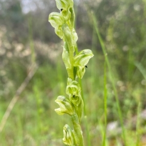 Hymenochilus cycnocephalus at Conder, ACT - 13 Oct 2020