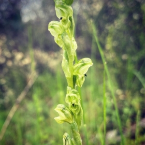 Hymenochilus cycnocephalus at Conder, ACT - 13 Oct 2020