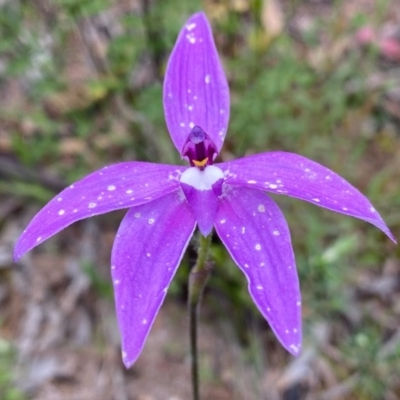 Glossodia major (Wax Lip Orchid) at Conder, ACT - 13 Oct 2020 by Shazw