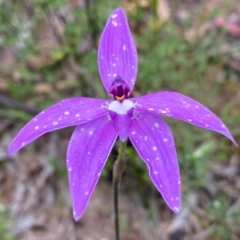 Glossodia major (Wax Lip Orchid) at Tuggeranong Hill - 13 Oct 2020 by Shazw