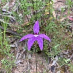 Glossodia major at Conder, ACT - 13 Oct 2020