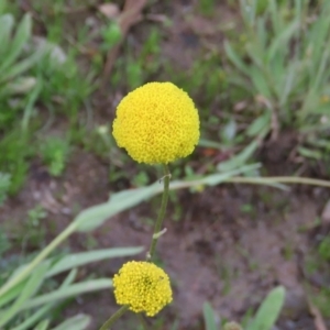 Craspedia variabilis at Theodore, ACT - 14 Oct 2020