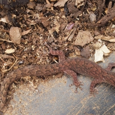 Christinus marmoratus (Southern Marbled Gecko) at Murrumbateman, NSW - 13 Oct 2020 by Gunyijan