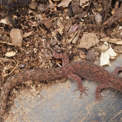 Christinus marmoratus (Southern Marbled Gecko) at Murrumbateman, NSW - 14 Oct 2020 by Gunyijan