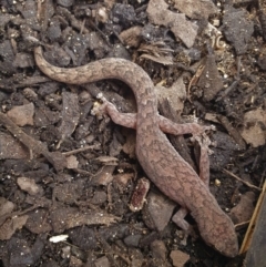 Christinus marmoratus at Murrumbateman, NSW - 14 Oct 2020