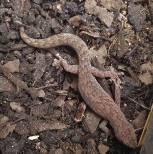 Christinus marmoratus at Murrumbateman, NSW - 14 Oct 2020 10:23 AM