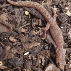 Christinus marmoratus at Murrumbateman, NSW - 14 Oct 2020 10:23 AM