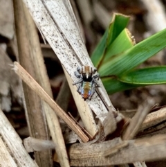 Maratus calcitrans (Kicking peacock spider) at Mount Jerrabomberra QP - 14 Oct 2020 by aussiestuff