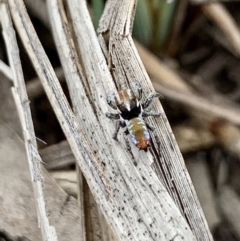 Maratus calcitrans at Karabar, NSW - suppressed