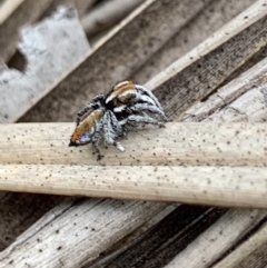 Maratus calcitrans at Karabar, NSW - suppressed