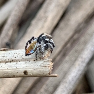 Maratus calcitrans at Karabar, NSW - 14 Oct 2020