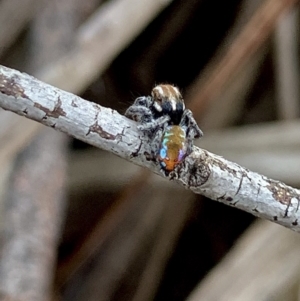 Maratus calcitrans at Karabar, NSW - 14 Oct 2020