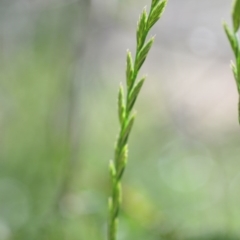 Lolium (genus) (Ryegrass) at Wamboin, NSW - 9 Oct 2020 by natureguy