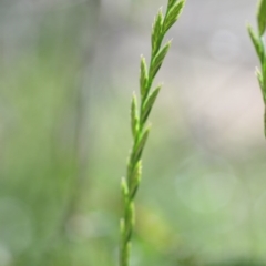 Lolium sp. (Ryegrass) at Wamboin, NSW - 9 Oct 2020 by natureguy