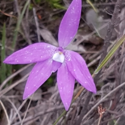 Glossodia major (Wax Lip Orchid) at Mount Painter - 11 Oct 2020 by drakes