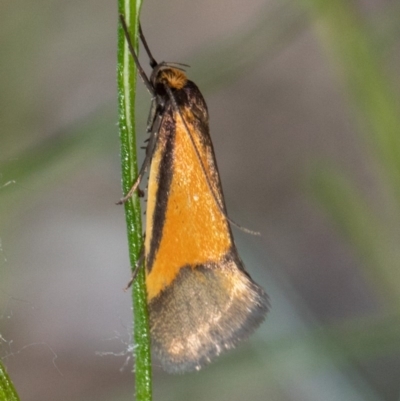 Philobota undescribed species near arabella (A concealer moth) at Acton, ACT - 14 Oct 2020 by Roger