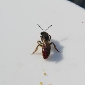 Lasioglossum (Parasphecodes) sp. (genus & subgenus) at Greenleigh, NSW - 14 Oct 2020