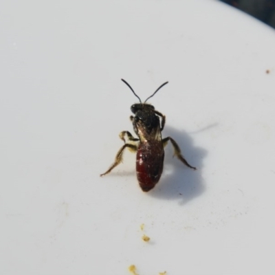 Lasioglossum (Parasphecodes) sp. (genus & subgenus) (Halictid bee) at QPRC LGA - 14 Oct 2020 by LyndalT