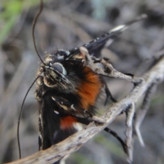 Eutrichopidia latinus (Yellow-banded Day-moth) at Yass River, NSW - 13 Oct 2020 by SenexRugosus