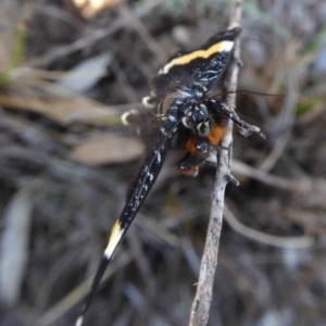 Eutrichopidia latinus at Yass River, NSW - 13 Oct 2020