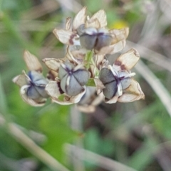 Wurmbea dioica subsp. dioica (Early Nancy) at Bass Gardens Park, Griffith - 14 Oct 2020 by SRoss