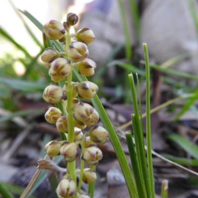 Lomandra filiformis (Wattle Mat-rush) at Yass River, NSW - 13 Oct 2020 by SenexRugosus