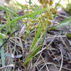 Lomandra filiformis at Yass River, NSW - 13 Oct 2020 10:33 AM