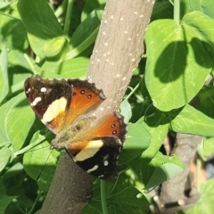 Vanessa itea (Yellow Admiral) at Ainslie, ACT - 14 Oct 2020 by AmyJB