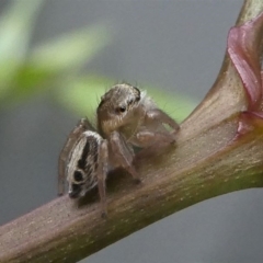 Unidentified Jumping or peacock spider (Salticidae) at Kambah, ACT - 14 Oct 2020 by HarveyPerkins