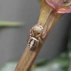 Maratus scutulatus at Kambah, ACT - 14 Oct 2020