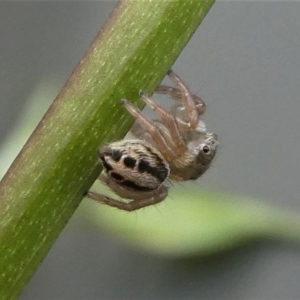 Maratus scutulatus at Kambah, ACT - 14 Oct 2020