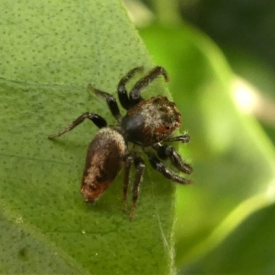 Opisthoncus sp. (genus) (Unidentified Opisthoncus jumping spider) at Kambah, ACT - 14 Oct 2020 by HarveyPerkins