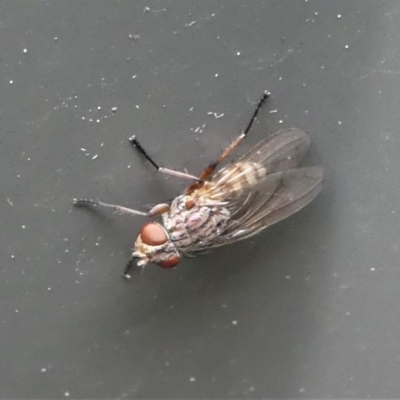 Calyptrate (subsection) (Unidentified house-flies, blow-flies and their allies) at Kambah, ACT - 13 Oct 2020 by HarveyPerkins