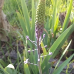 Scilla hyacinthoides (Hyacinth Bluebell) at Jerrabomberra, ACT - 14 Oct 2020 by Mike