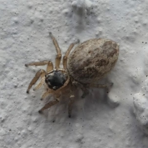 Maratus griseus at Kambah, ACT - 13 Oct 2020