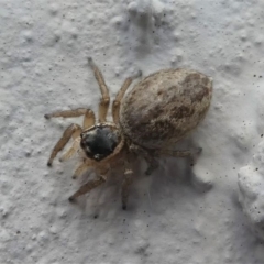 Maratus griseus (Jumping spider) at Kambah, ACT - 13 Oct 2020 by HarveyPerkins