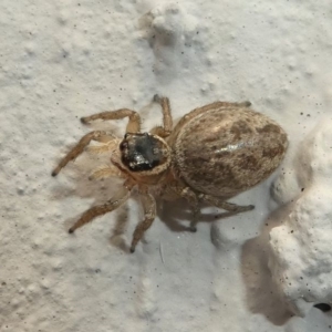 Maratus griseus at Kambah, ACT - 13 Oct 2020