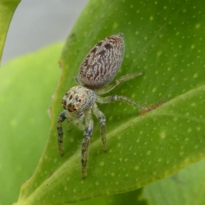 Opisthoncus sp. (genus) (Unidentified Opisthoncus jumping spider) at Kambah, ACT - 13 Oct 2020 by HarveyPerkins