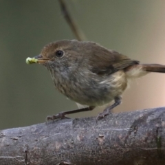 Acanthiza pusilla (Brown Thornbill) at Rosedale, NSW - 12 Oct 2020 by jb2602