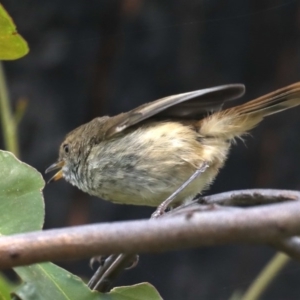 Acanthiza pusilla at Rosedale, NSW - 12 Oct 2020