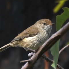 Acanthiza pusilla at Rosedale, NSW - 12 Oct 2020