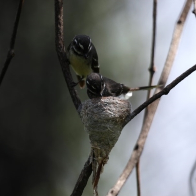 Rhipidura albiscapa (Grey Fantail) at Rosedale, NSW - 12 Oct 2020 by jb2602