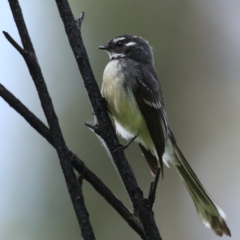 Rhipidura albiscapa at Rosedale, NSW - 12 Oct 2020