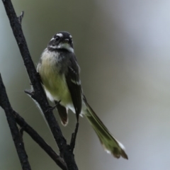 Rhipidura albiscapa at Rosedale, NSW - 12 Oct 2020