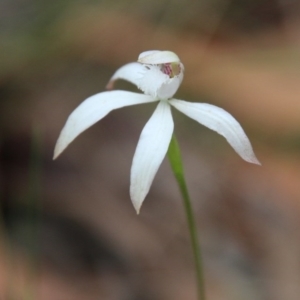 Caladenia ustulata at Mongarlowe, NSW - 13 Oct 2020