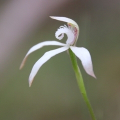 Caladenia ustulata at Mongarlowe, NSW - 13 Oct 2020