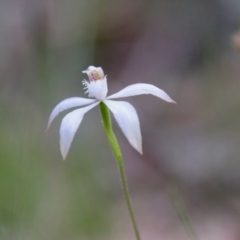 Caladenia ustulata at Mongarlowe, NSW - 13 Oct 2020