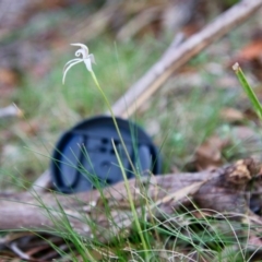 Caladenia ustulata at Mongarlowe, NSW - suppressed