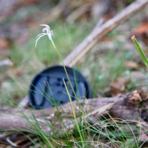 Caladenia ustulata at Mongarlowe, NSW - suppressed